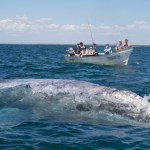 Whale Smile boat